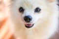 White dog pomeranian, Close up face dog - selective focus Royalty Free Stock Photo