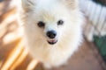 White dog pomeranian, Close up face dog - selective focus Royalty Free Stock Photo