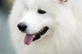White dog portrait