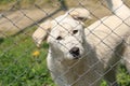 White dog puppy behind a fence looking cute at the camera Royalty Free Stock Photo