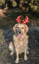 White dog with red deer horns, deer dog, new year, christmas, dog in the forest, golden retriever, dress dog for new year, Royalty Free Stock Photo