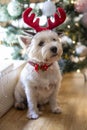 Cute white dog with reindeer antlers Royalty Free Stock Photo