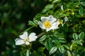 White dog rose Rosa canina beautiful single flower with green leaves background. White rosehip flower in the spring garden Royalty Free Stock Photo
