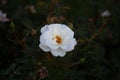 White dog rose shrub flower