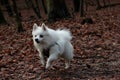 White dog running in the forest