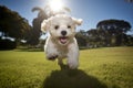 a white dog running on grass Royalty Free Stock Photo