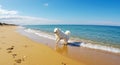 White Dog Running on Sandy Beach During Sunny Day Royalty Free Stock Photo