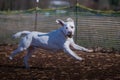 White dog runs across a dirt field with a ball in his mouth