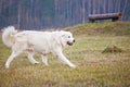 A white dog runs across the grass