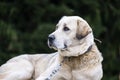 White dog sadly sits on a chain