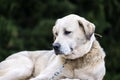 White dog sadly sits on a chain