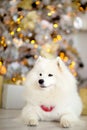 White dog Samoyed breed sitting on the background of a Christmas tree Royalty Free Stock Photo