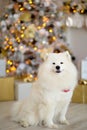 White dog Samoyed breed sitting on the background of a Christmas tree Royalty Free Stock Photo