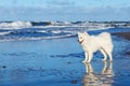 White dog Samoyed stands near the sea on a Sunny day Royalty Free Stock Photo