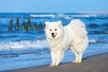 White dog Samoyed walks near the sea in Sunny day Royalty Free Stock Photo