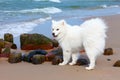 White dog Samoyed walks near the sea in Sunny day Royalty Free Stock Photo