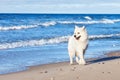 White dog Samoyed walks near the sea in Sunny day Royalty Free Stock Photo