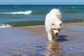 White dog Samoyed walks on water on the sea background Royalty Free Stock Photo