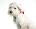 White Dog in Santa Hat