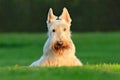 White dog, Scottish terrier on green grass lawn with white flowers in the background, Scotland, United Kingdom. Cute animal in the Royalty Free Stock Photo