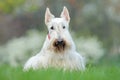 White dog, Scottish terrier on green grass lawn with white flowers in the background, Scotland, United Kingdom Royalty Free Stock Photo