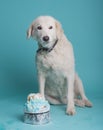 Dog seating by a cake in the studio