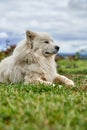 White dog. Senior dog. Long-haired white old dog lying on the grass