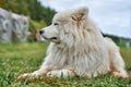 White dog. Senior dog. Long-haired white old dog lying on the grass