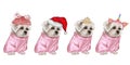 White dog set in New Year& x27;s outfits. Christmas pet. White lapdog. Bichon Frize. Maltese.