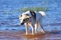 White dog shakes off and splash water drops after swimming in the lake Royalty Free Stock Photo