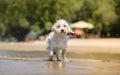 White dog shaking off water on beach Royalty Free Stock Photo