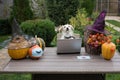 white dog sits at a table in the garden in front of a laptop next to orange pumpkins decorated with witch hats