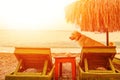 White dog sitting on beach chair under straw umbrella Royalty Free Stock Photo