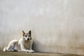 White dog sitting near old house wall Royalty Free Stock Photo