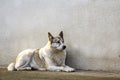 White dog sitting near old house wall Royalty Free Stock Photo