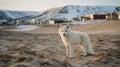 White Dog Sitting In The Sand: A Stunning Arctic Fox Inspired Artwork