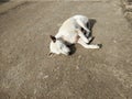 White Dog sleep on cement floor Royalty Free Stock Photo