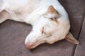 White dog sleeping