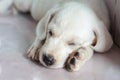 White dog sleeping Royalty Free Stock Photo