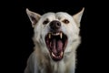 White Dog Snarling with Teeth Bared on Black Background. Generative AI