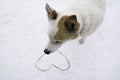 White dog sniffed love in the snow. Royalty Free Stock Photo