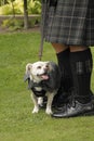 White dog standing near a man wearing a kilt in a field covered in greenery Royalty Free Stock Photo