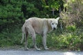 White dog Royalty Free Stock Photo