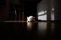 White dog sunbathing in a shadowy room Royalty Free Stock Photo