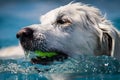 White Dog swims through clear blue water with ball Royalty Free Stock Photo