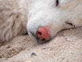 White dog with ticks on ears summer nature sand beach background. Animal fell insects. Puppy hair surface