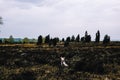 White dog on a walk in Luneburger Heide Royalty Free Stock Photo