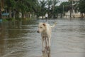 White dog walking on flood Royalty Free Stock Photo