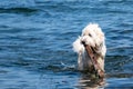 White dog in water Royalty Free Stock Photo