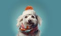 White dog wearing a hat with an orange pompom